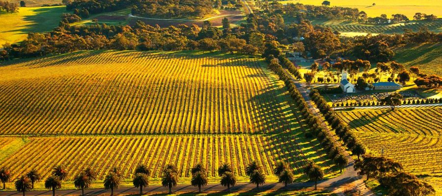 bannongchok|Exploring the Barossa Valley: Wine Tasting and Gourmet Dining