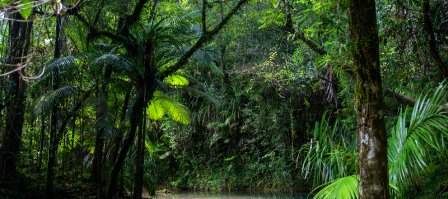 bannongchok|Exploring the : Ancient Ecosystems and Unique Wildlife